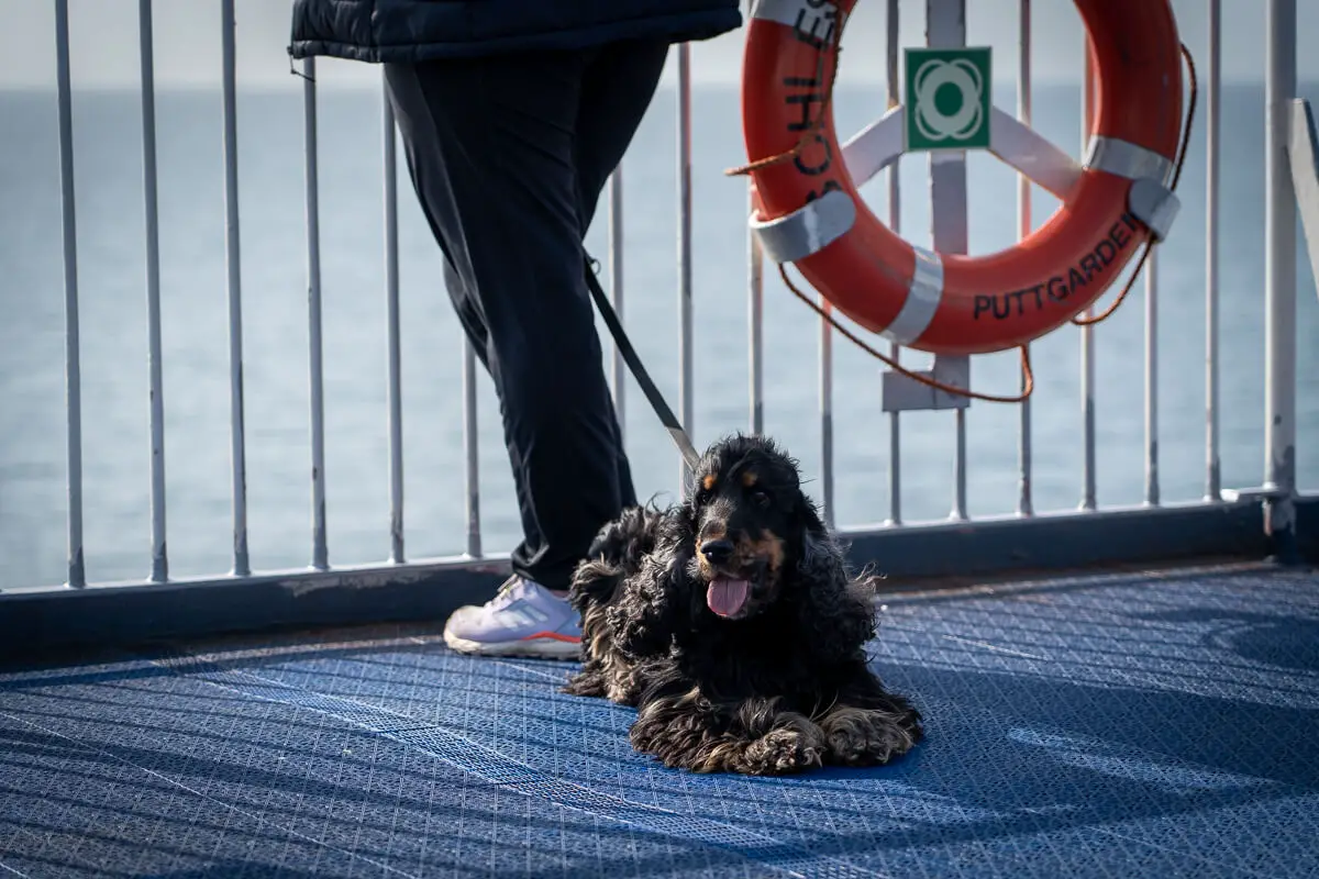Mit Hund nach Norwegen auf der Fähre oder den Brücken