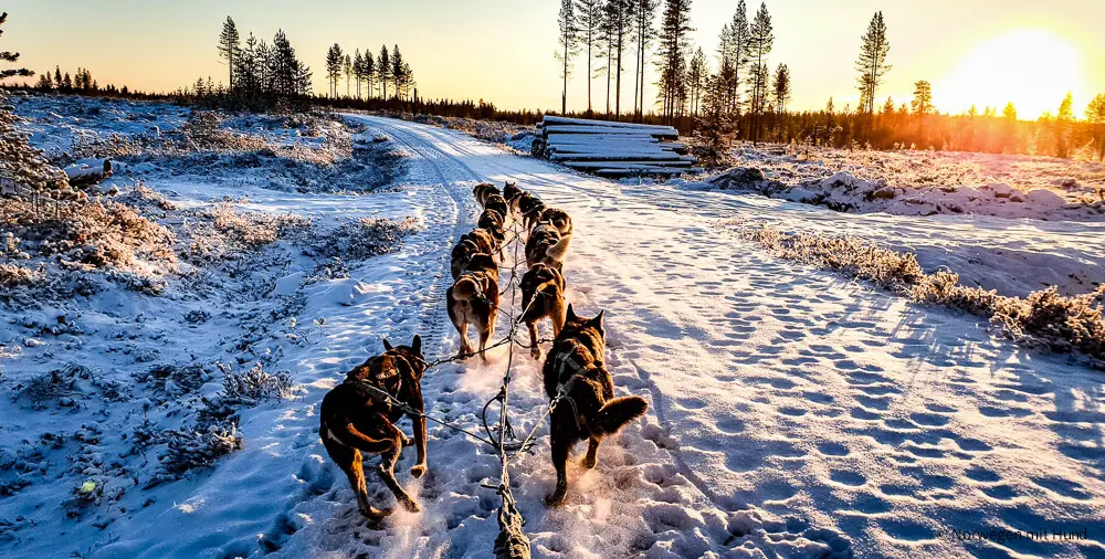 Norwegen Highlight: Hundeschlittenfahrt