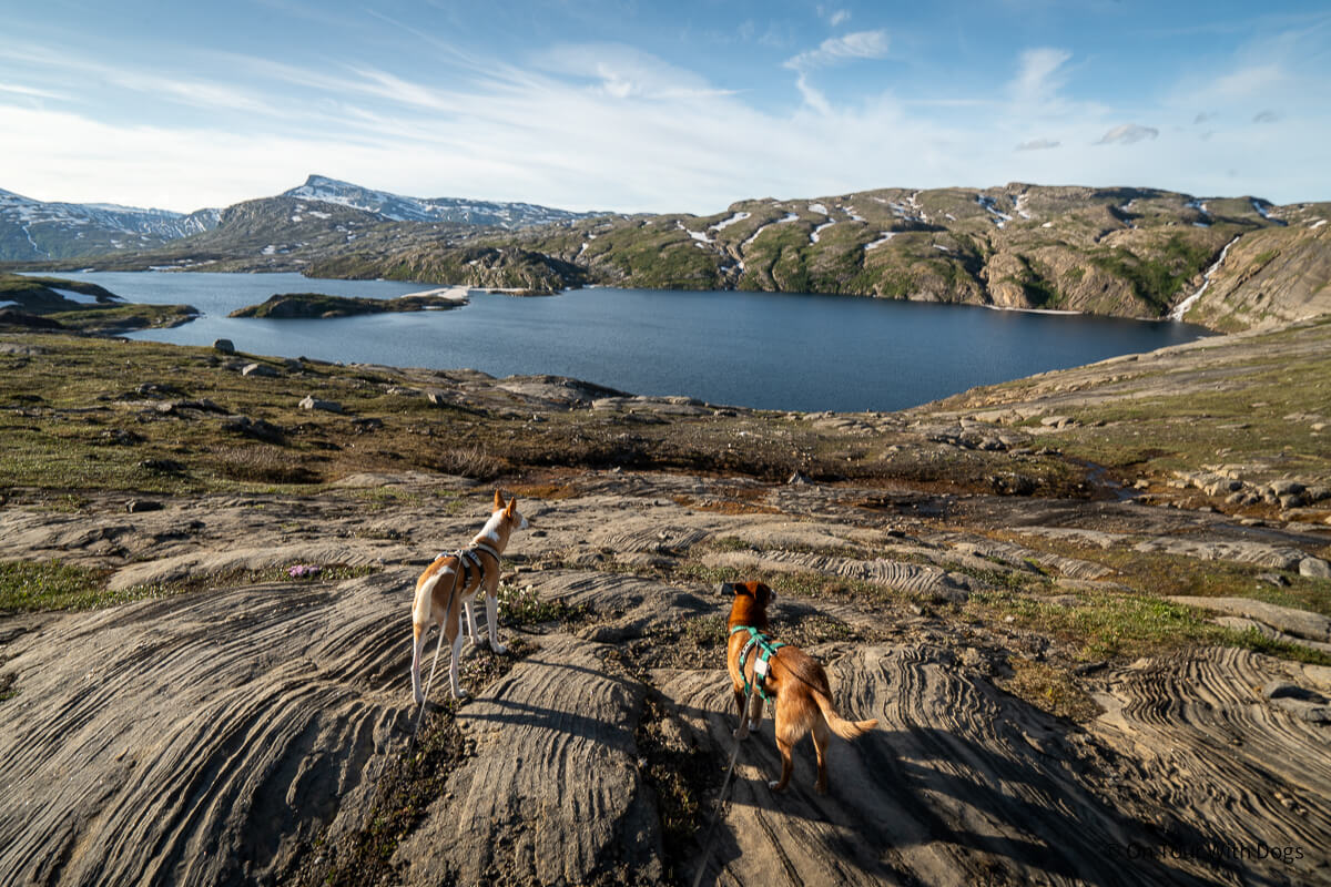 Mit Hunden auf einer Wanderung auf dem Glomfjordfjellet