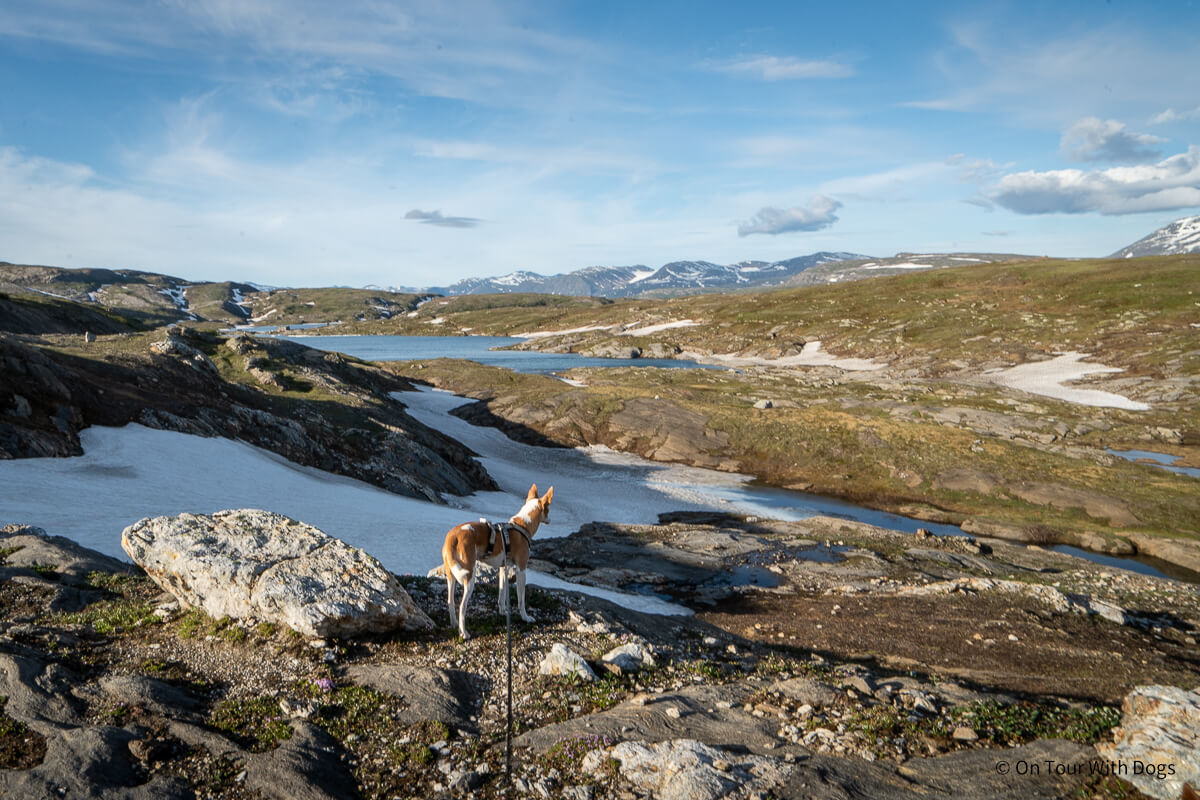 Mit Hund auf einer Wanderung auf dem Glomfjordfjellet
