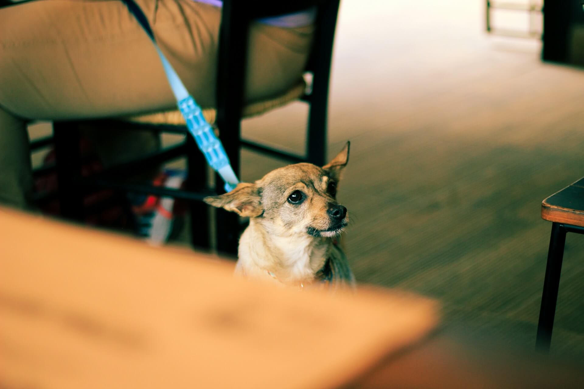 Norwegen mit Hund im Restaurant