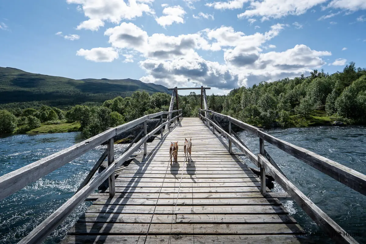 Norwegen wandern mit Hund: Meine 5 schönsten Touren