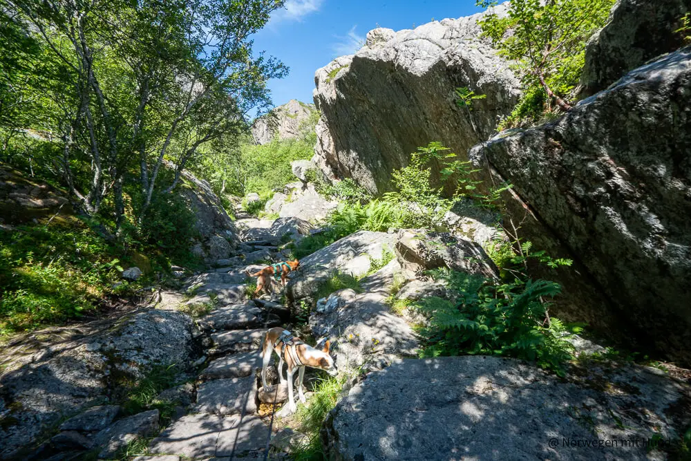 Torghatten Wanderung mit Hund